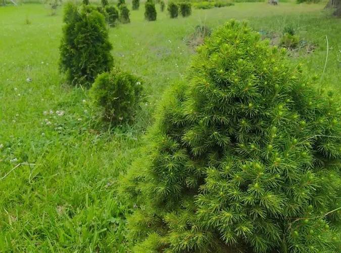 Pansiyon Nakaszubach Szemud